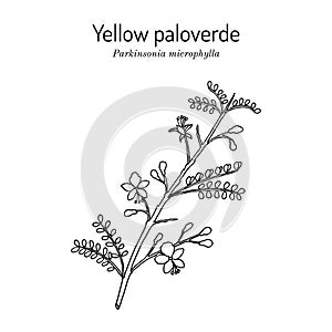 Yellow palo verde or little-leaved paloverde Parkinsonia microphylla , edible and ornamental plant photo