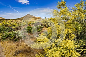 A view of the Sonoran desert landscape photo