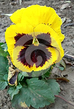 Yellow Pancy Flower photo