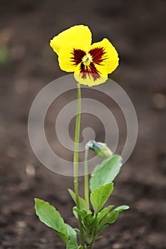 Yellow pancy flower. photo