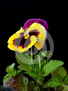 Yellow pansie