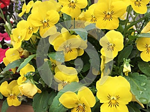 Yellow Pansies freshly watered flowers photo
