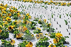 Yellow pansies in spring snow