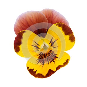 Yellow Pansy