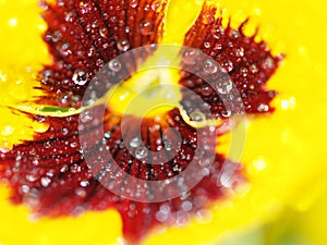 Yellow Pansy Bloom with Water Drops