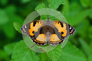 Yellow Pansy Butterfly