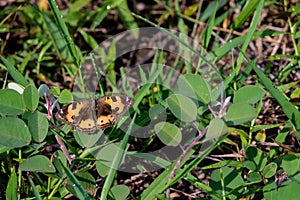 Yellow Pansy Butterfly - Junonia hierta