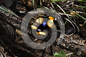 Yellow Pansy Butterfly Junonia hierta With Wings Spread