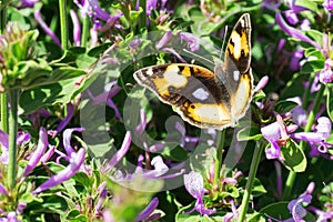 Yellow pansy butterfly in purple bush