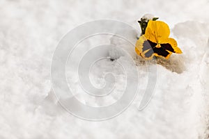 Yellow pansy flower in winter