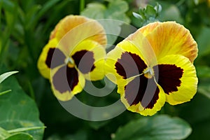 Yellow pansy flowers with brown spots and green leaves
