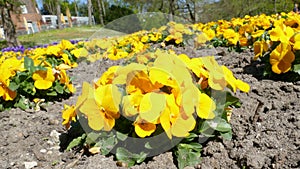 Yellow pansy flowers, flower bed