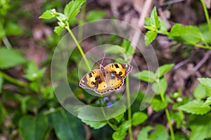 Yellow Pansy Junonia hierta butterfly
