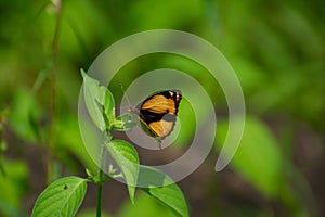 Yellow pansy Junonia hierta Butterfly on Green Plant Leaf