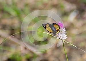 Yellow Pansy Junonia hierta Butterfly perching the flower of wild plant