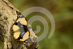 Yellow pansy junonia hierta  butterfly photograph .