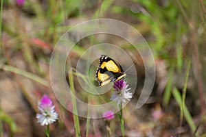 Yellow Pansy Junonia hierta butterfly sucking nectar of the colorful grass flower