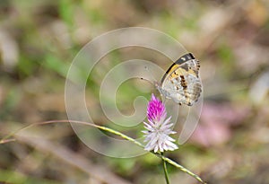 Yellow Pansy Junonia hierta butterfly sucking nectar of the colorful grass flower