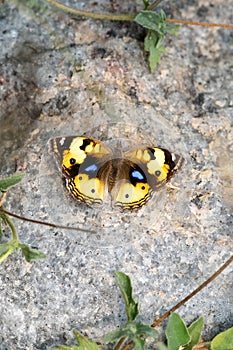 The yellow pansy, Junonia hierta, a nymphalid butterfly resting on the rock.