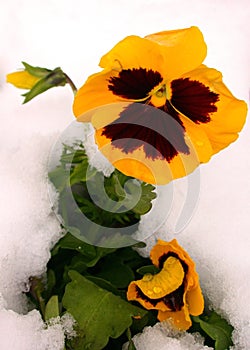 Yellow Pansy in Snow