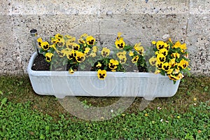 Yellow pansy or Viola pedunculata small yellow flowers in concrete flower box
