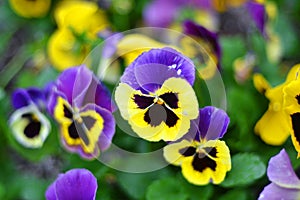 Yellow pansy Viola tricolor flowers bloom in spring