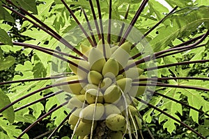 Yellow papaya photo