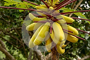 Yellow papaya, or paw paw, Carica papaya. Fruits hanging on tree,