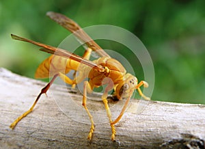 Yellow paper wasp