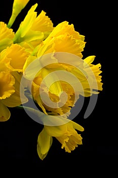 Yellow paperwhites on black