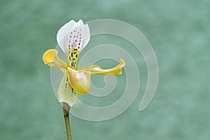 Yellow paphiopedilum or lady slipper orchid at tropical flower i