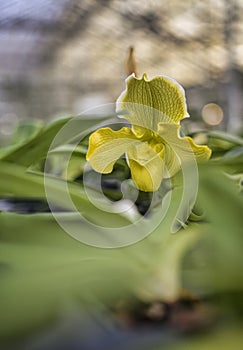 Yellow Paphiopedilum Orchid