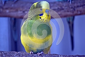 A yellow parakeet