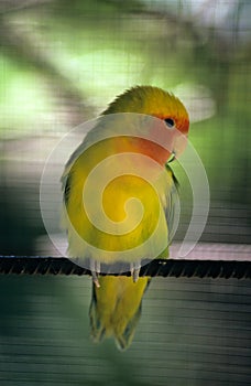 Yellow parakeet - Dominican republic