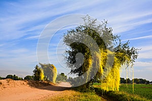 Yellow Parasitic Dodder on trees