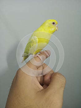 Yellow Parkeet