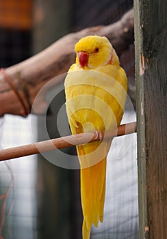 Yellow parrot