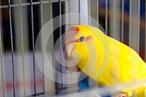 Yellow parrot