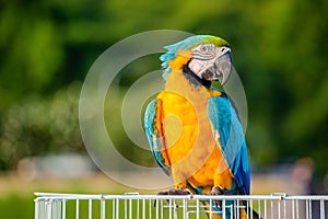 Yellow parrot with blue wings