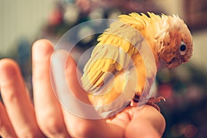 Yellow Parrot on a Hand of His Owner