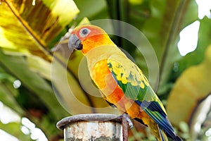 Yellow Parrot in Phuket Island, Thailand