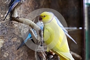 Yellow parrot are sitting on branch in cage