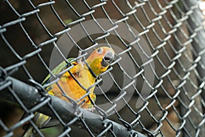 Yellow parrot trying to escape