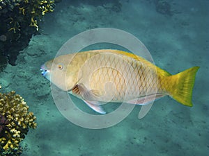Yellow Parrotfish