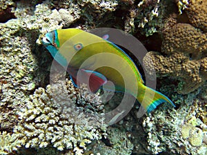 Yellow parrotfish