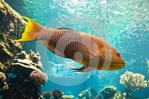 Yellow parrotfish (Scaridae) underwater