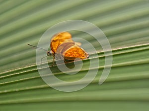 Yellow Passion Butterfly Flame on green leaf