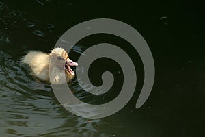 Yellow pat swimming in a green lake