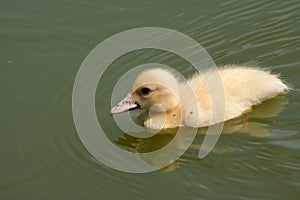 Yellow pat swimming in a green lake