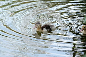 Yellow pat swimming in green lake